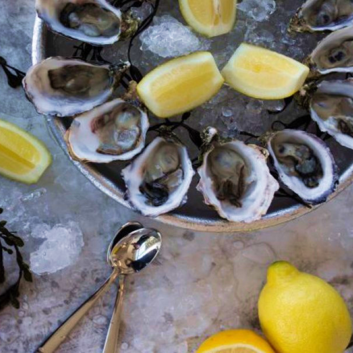 Daily Oysters